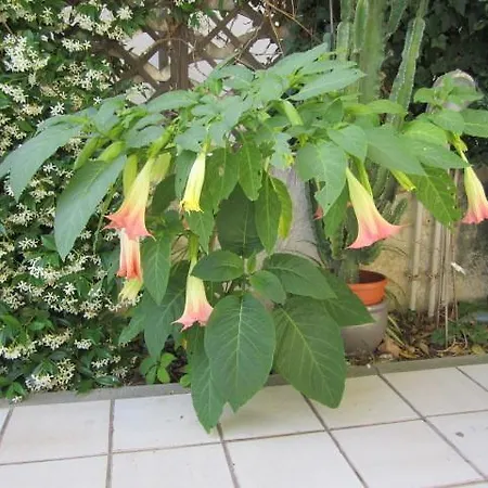 La Zattera
