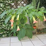 La Zattera